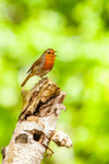 Robin Erithacus rubecula8684