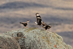 Crested Caracaras fighting, Torres del Paine, Chile