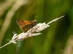 Large Skipper
