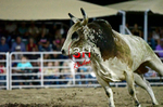 3HRodeo8-5-24_CFD_3HR-YUMA- 6147_