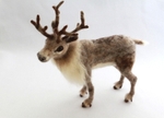 Reindeer