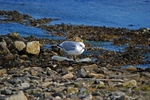 Common Gull
