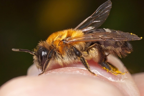 [i]Andrena nitida[/i] (=[i]pubescens[/i]), female. Warwickshire, May 2012.