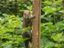 Grey Squirrel