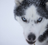 Huskies from the Dogsled team in Northern Finland