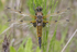 Four spot chaser Dragonfly