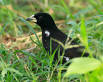 White-billed Buffalo-weaver portfolio