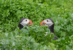Puffins