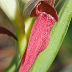 Scarce Serapias (Serapias neglecta)