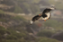 Crested Caracara on landing approach, Saunders Island, Falklands