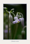Clematis stans