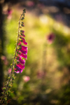 29/52: foxglove