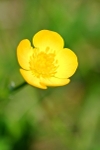 Golden Buttercup