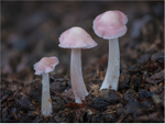Mycena rosea