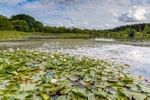 Water Lilies