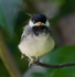 Black-capped Chickadee 4 hour fledgling