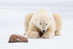 Heavily scarred male Polar Bear rests after sparring, Churchill