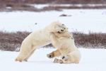Male Polar Bears wrestling, Churchill, Canada