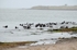 Pale-bellied Brent Geese