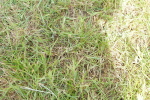 SBM_17621