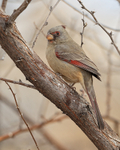 Pyrrhuloxia (female), Bosque del Apache, New Mexico