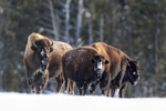 Group of Bison hesitates, Yellowstone National Park, Wyoming