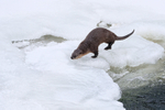 Yellowstone River Otter on ice, Wyoming, USA