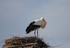 White Stork