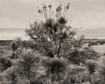 Cacti, Texas, 1988