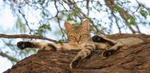 African Wild Cat
