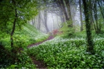 z4169 Misty Morning Light, Greatwood Copse
