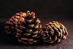 Pine cones