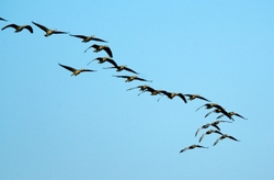 Birds flying in formation - Deogarh