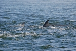 Bottlenose Dolphin