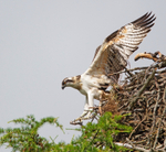 Osprey - Pandion haliaetus