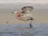 Reddish Egret with wings raised, Fort De Soto Park, Florida