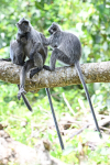 Silver leaf monkeys