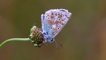 Chalkhill Blue