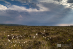 Cors Fochno (Borth Bog)