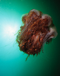 Cyanea capillata
