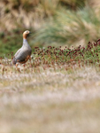 Ruddy-heady Goose, Carcass Island, Falkland Islands
