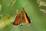 Small Skipper