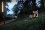Urban Fox_Bristol_0235
