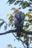 Changeable Hawk-Eagle showing crest, Bandhavgarh Tiger Reserve, India