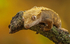 Gecko