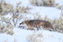 American Badger walking in snow, Yellowstone National Park