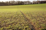 Lower Northend Farm I