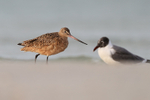 Marbled Godwit and Laughing Gull, Fort De Soto Park, Florida