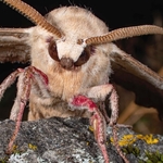 The oak hawk (Marumba quercus )