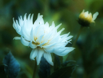 7th July Dahlia Flower